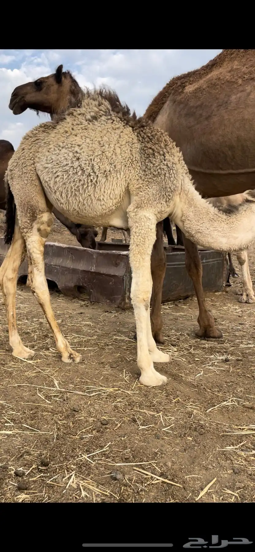 بكرتين على حليب امهاتها سمان ومشروطة 2