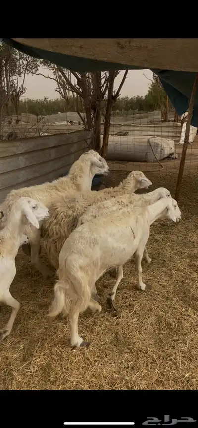 تم البيع 0