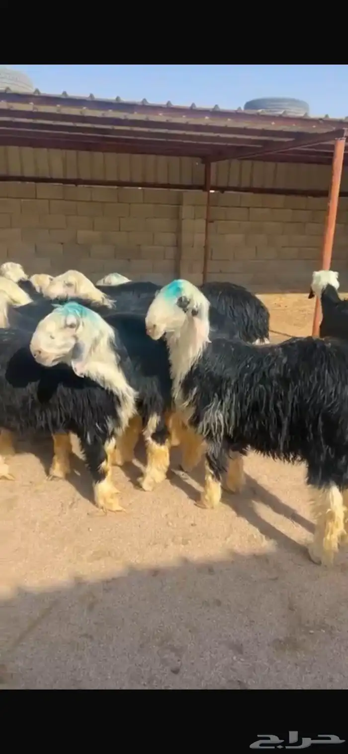 بهم نجد فل شحم 5 شهور 0