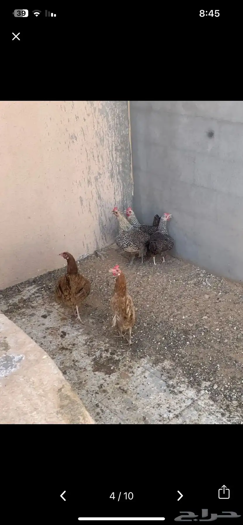 دجاج بلدي بياض ورجان 4