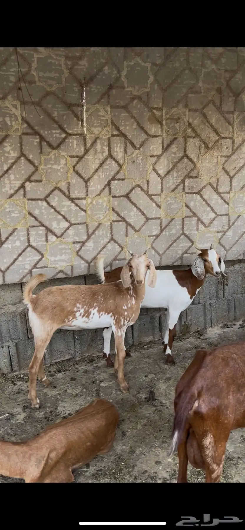 جفار مهجنات 2
