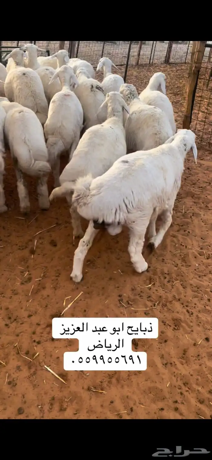 ذبايح حري 4 شهور ونص   متوفر تمارا ( الرياض مخرج 36 ) 2