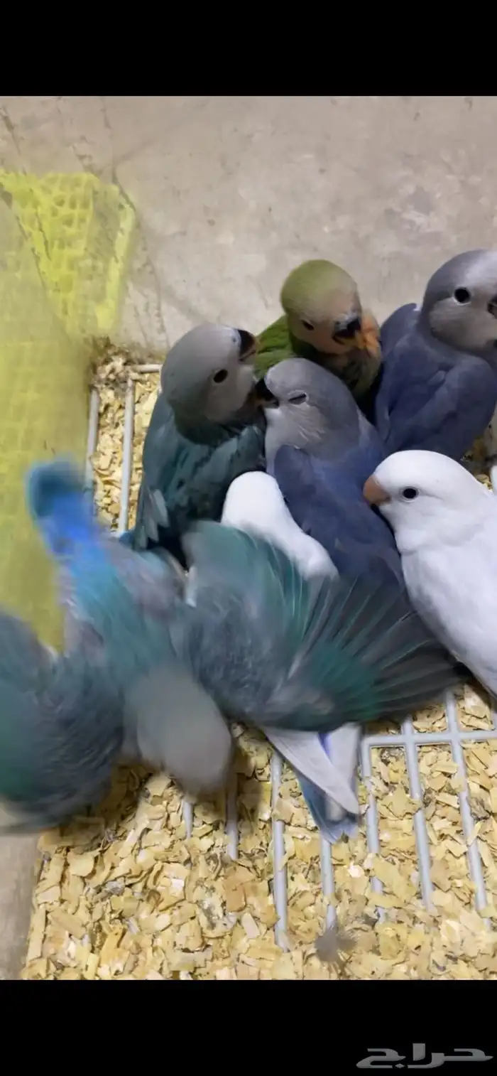 العرض فروخ روز غر الموقع القريات 0