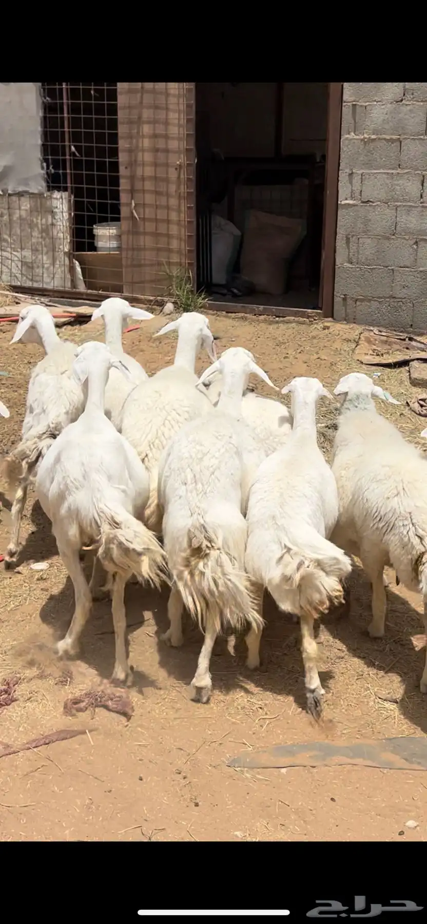 حريات كفو اسنان كلها. وادي الدواسر 2