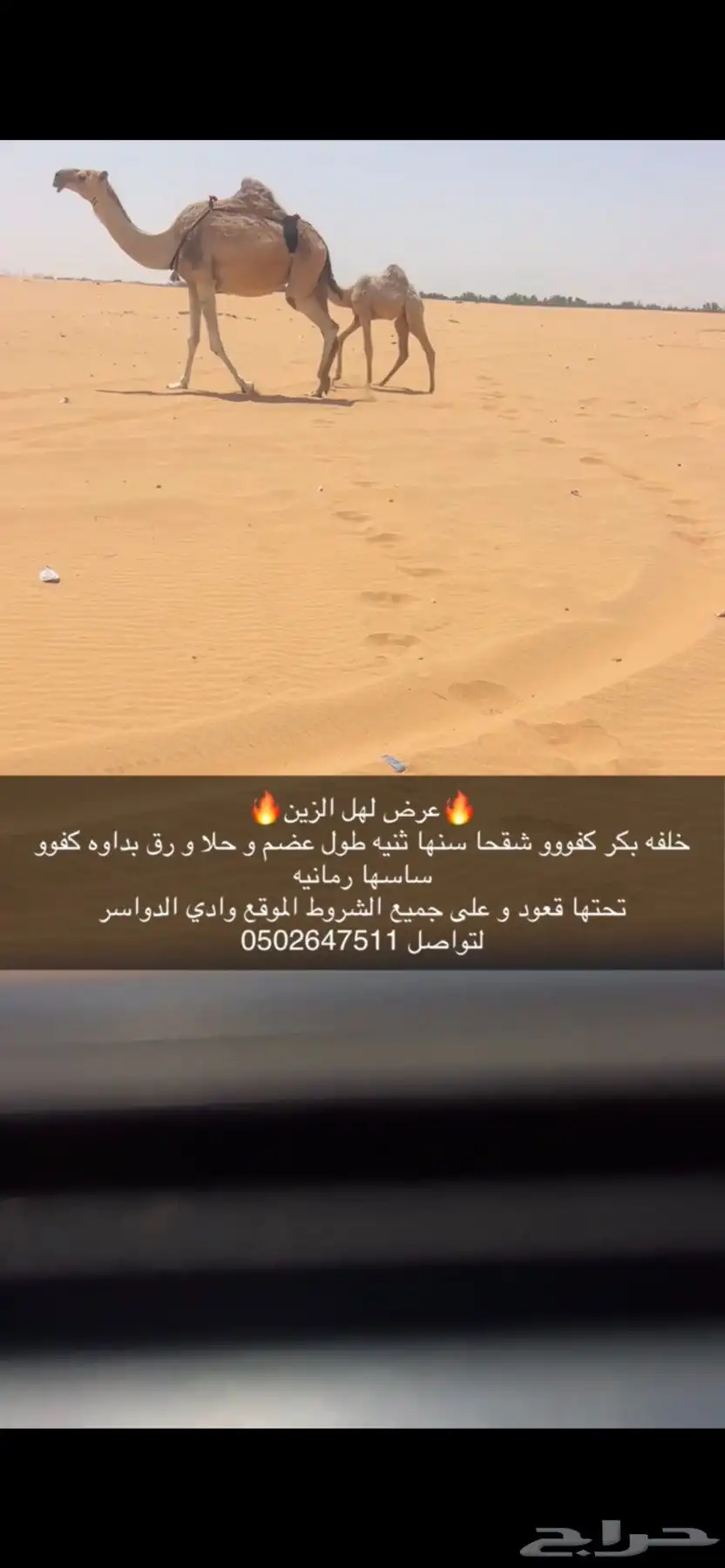 خلفه شقحا كفو بكر ثنيه تحتهاقعود بدواه كفو و مشروطه 0