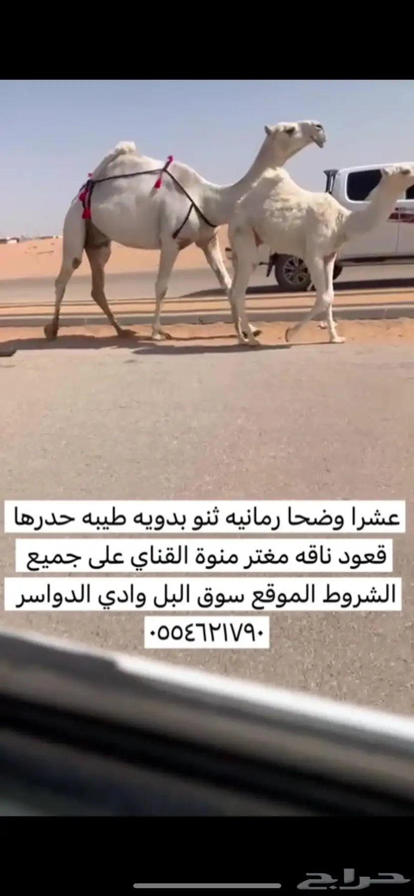 عشرا وضحا مغتر صنف حدرها قعود 0