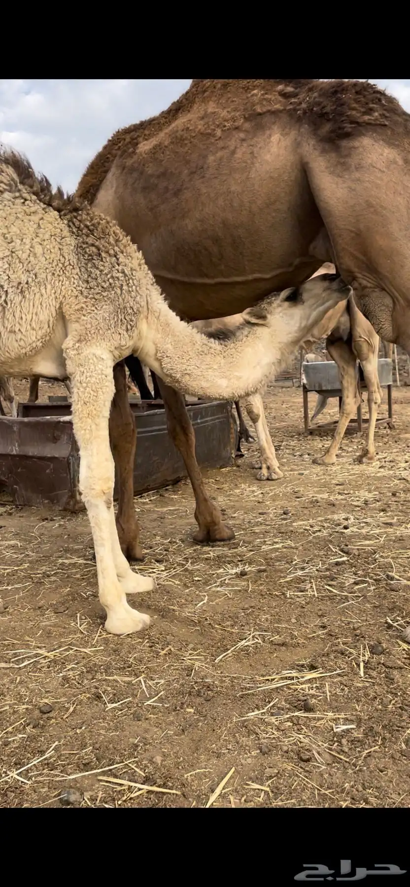 بكرتين على حليب امهاتها سمان ومشروطة 0