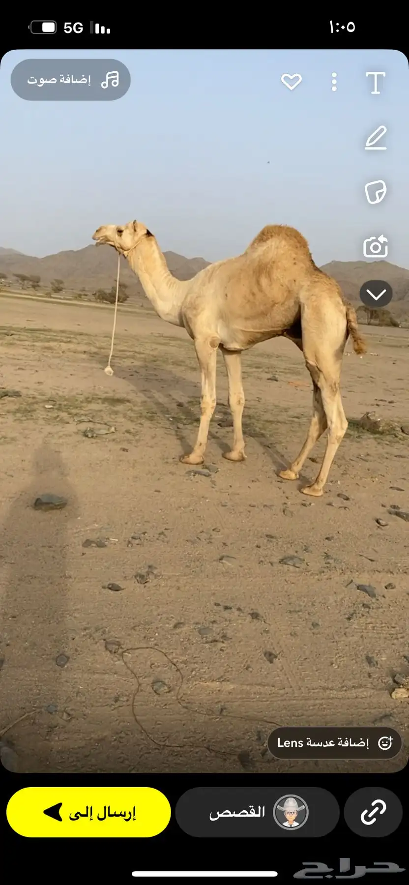 ينبع 3