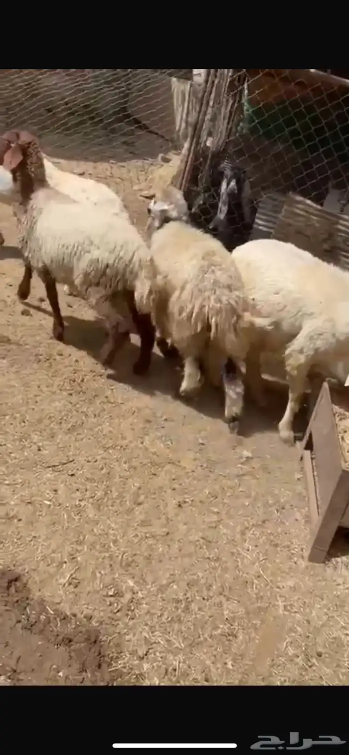 رخال حري ونعيمي وطليان حري للبيع 0