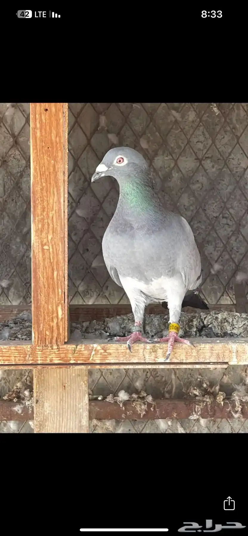 انثى زاجل 1