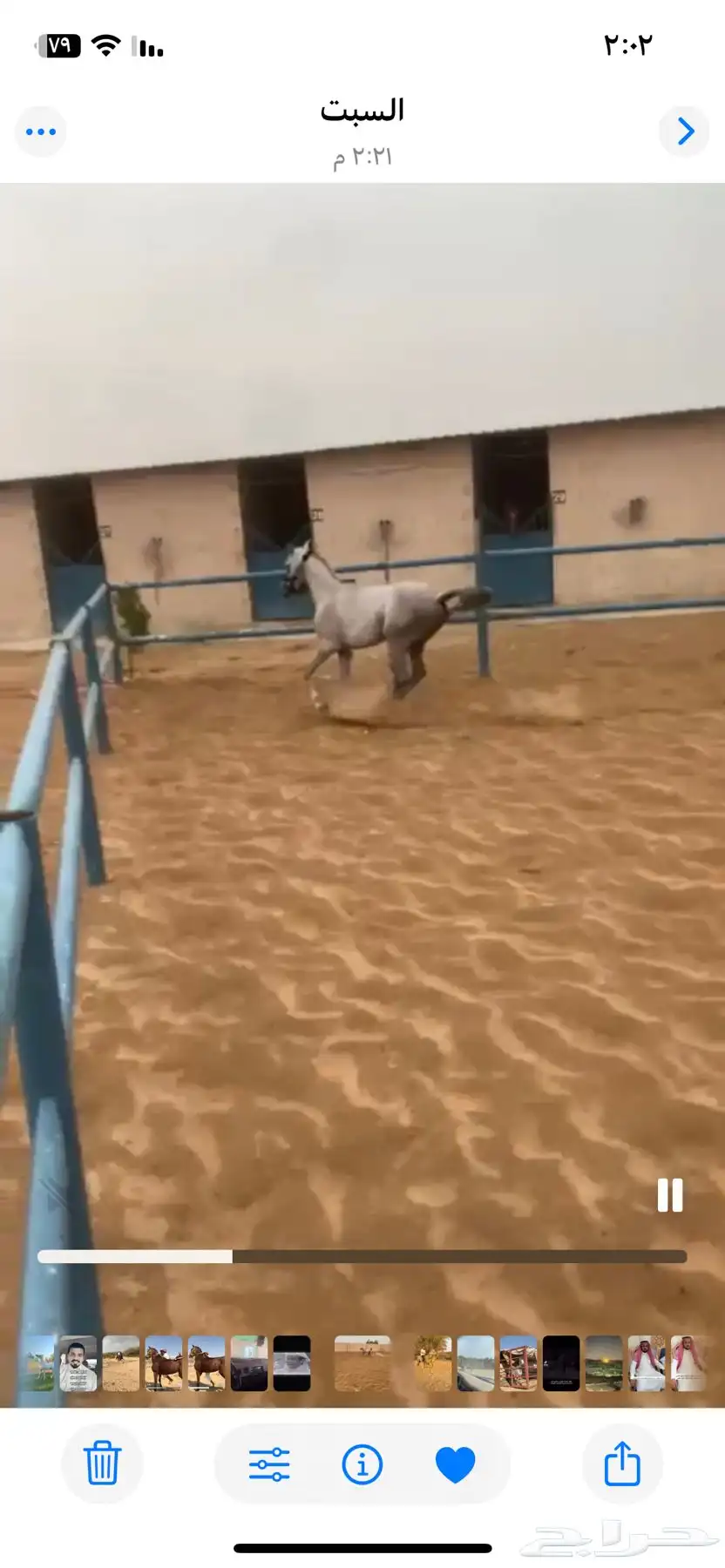 خيل وهو البيع شعبي سم صدام الطول سبع العمر ثلاث سنين 1