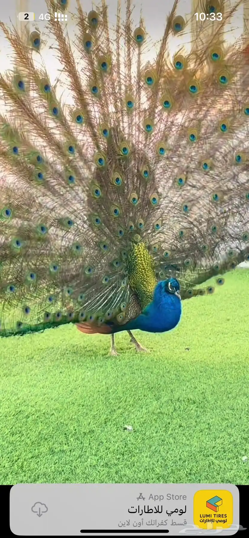 طاووس ازرق 0