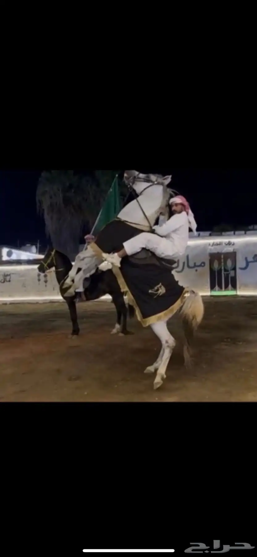 حصان عربي شعبي 5