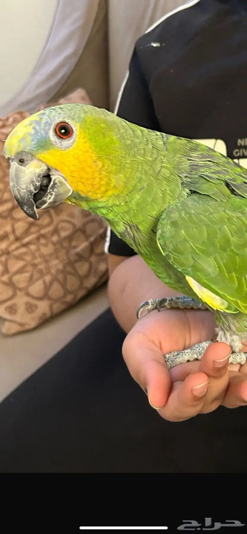 ببغاء امروني متكلم أليف 2