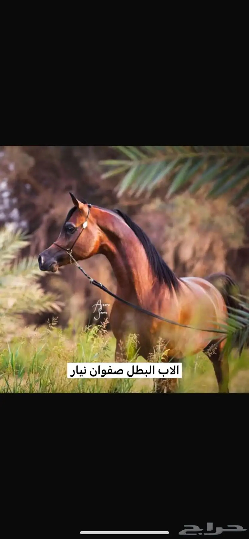 مهره واهو جمال للبيع 2
