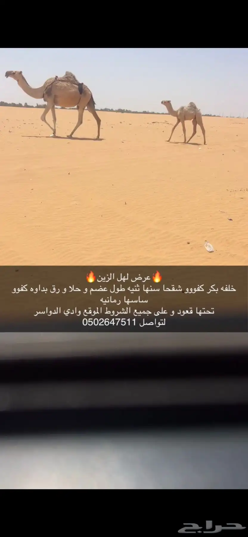 خلفه شقحا كفو بكر ثنيه تحتهاقعود بدواه كفو و مشروطه 2