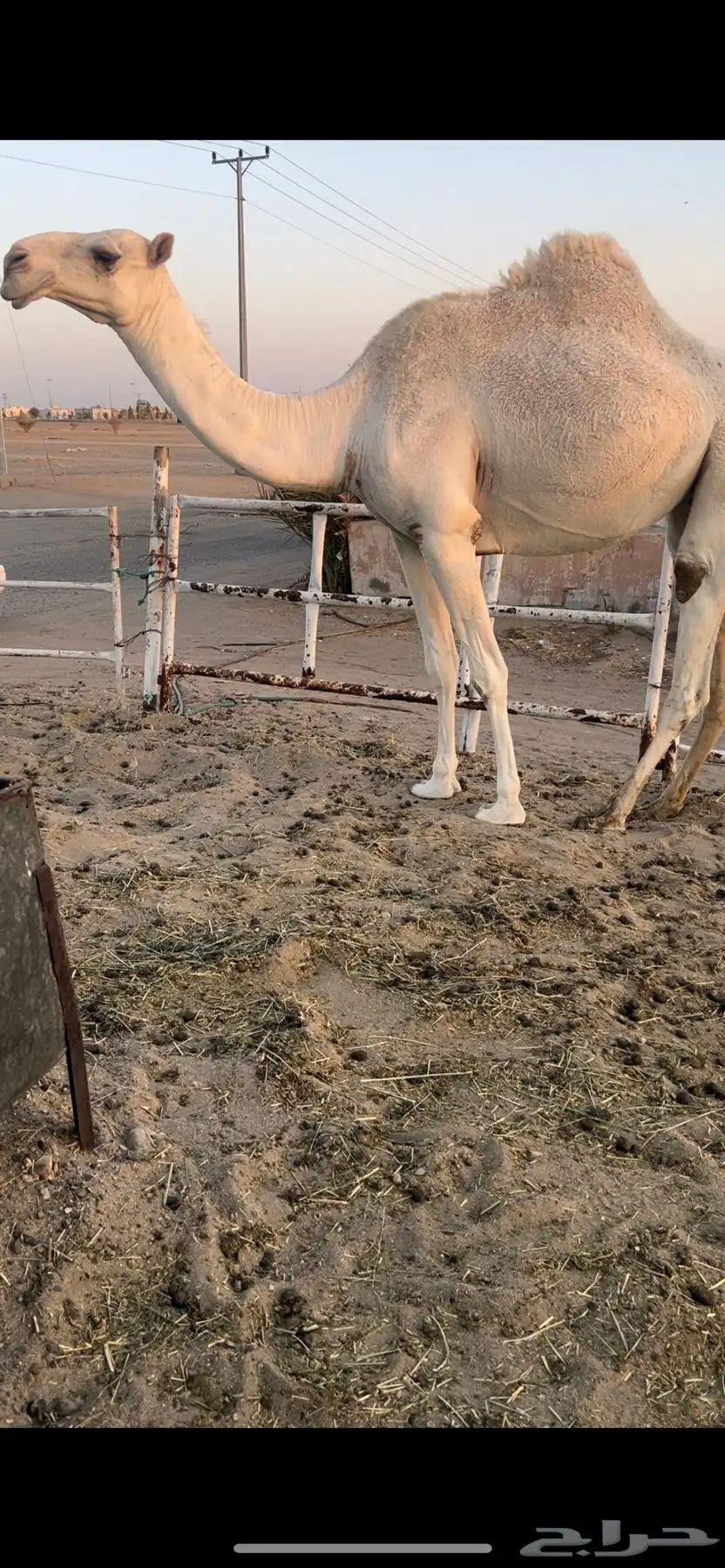 ثنيه وضحا طيبه حرشا ورقاقه 0