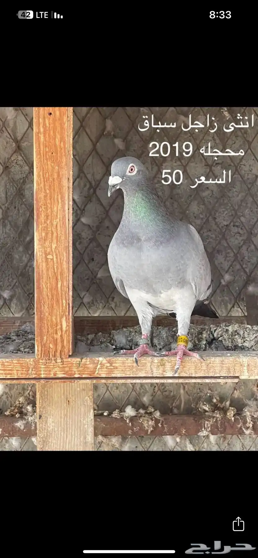 انثى زاجل 0