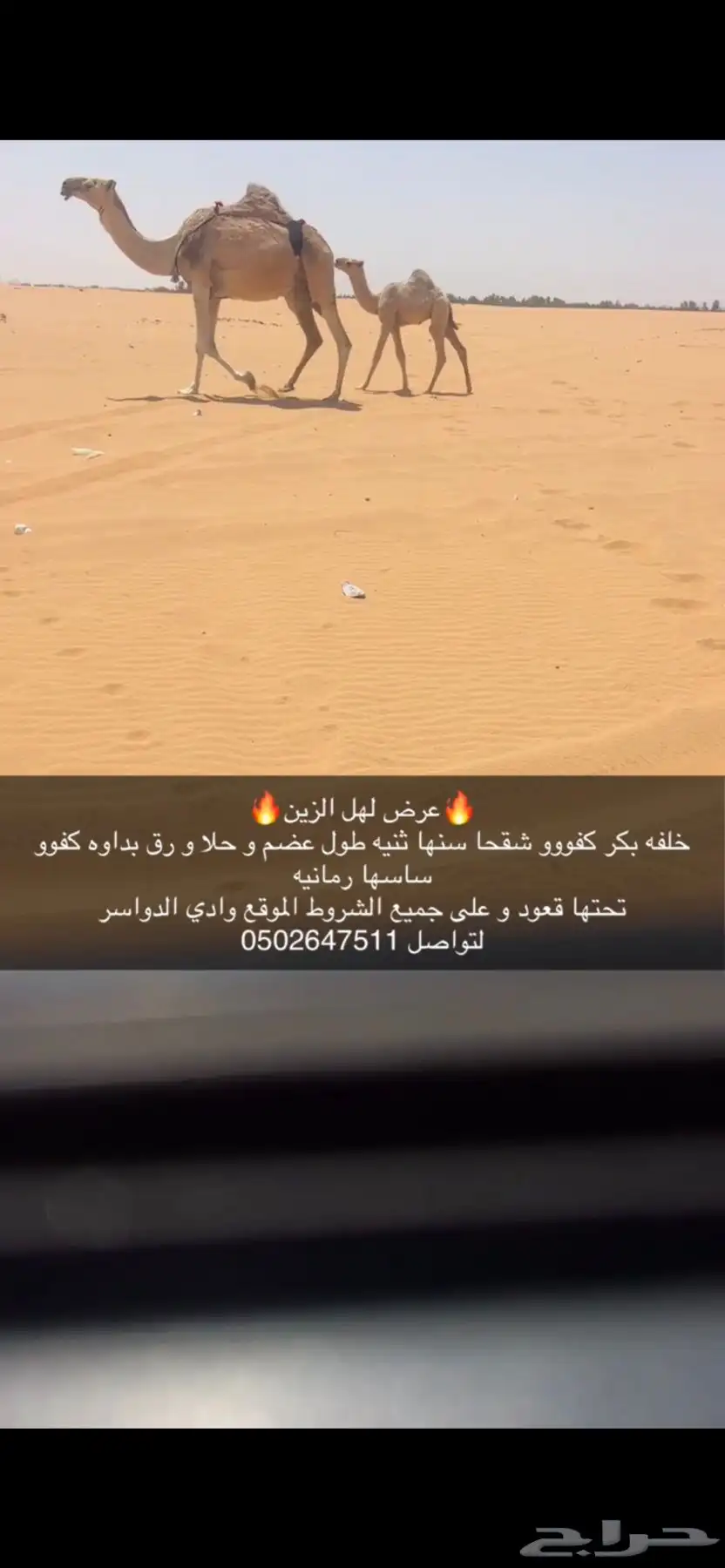 خلفه شقحا كفو بكر ثنيه تحتهاقعود بدواه كفو و مشروطه 1
