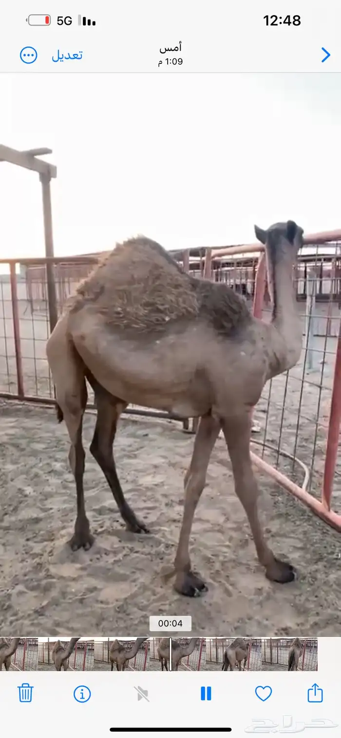 بكره للبيع كفوو 1
