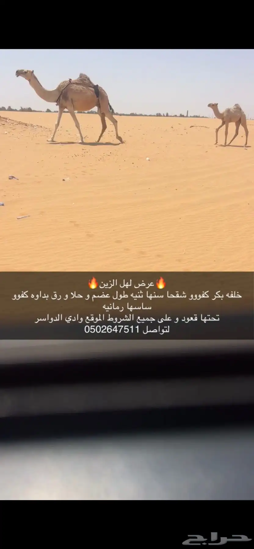 خلفه شقحا كفو بكر ثنيه تحتهاقعود بدواه كفو و مشروطه 3