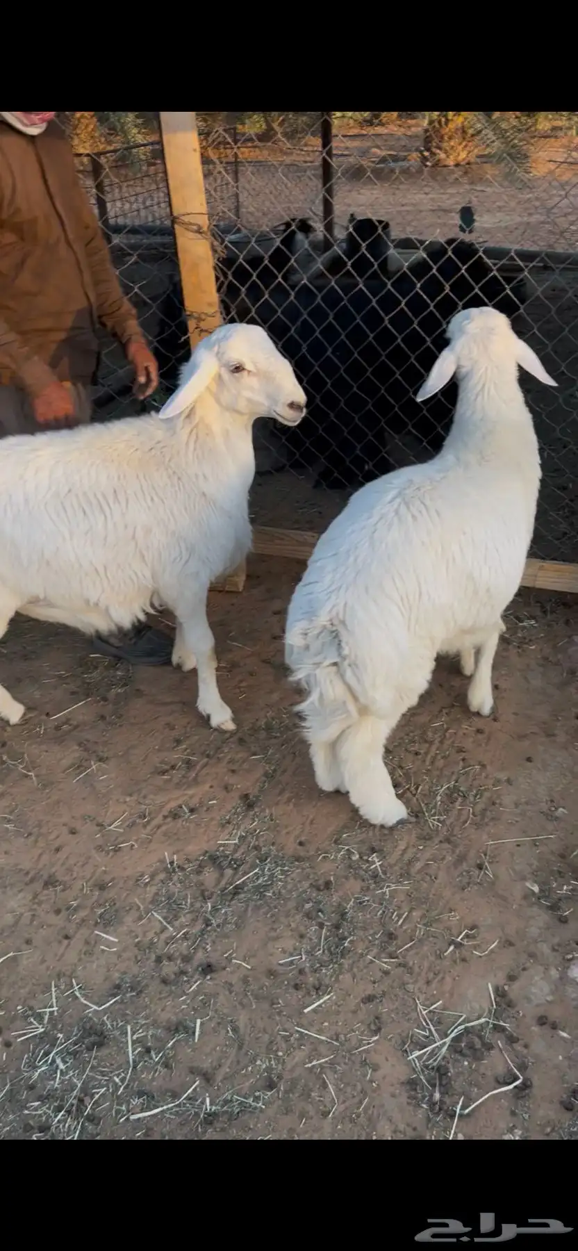خرفان حريه 2