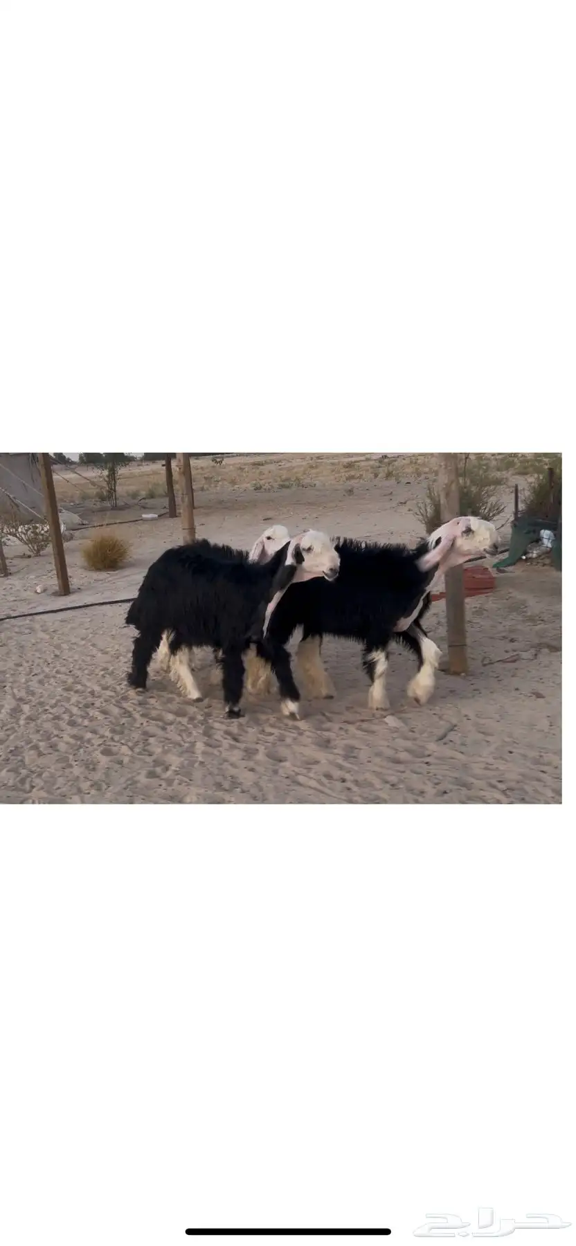 رخال نجد صنف خصم الخصم 0