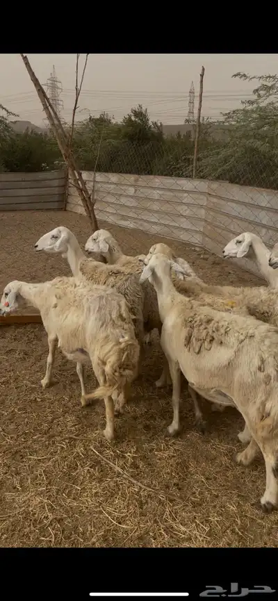 تم البيع 4