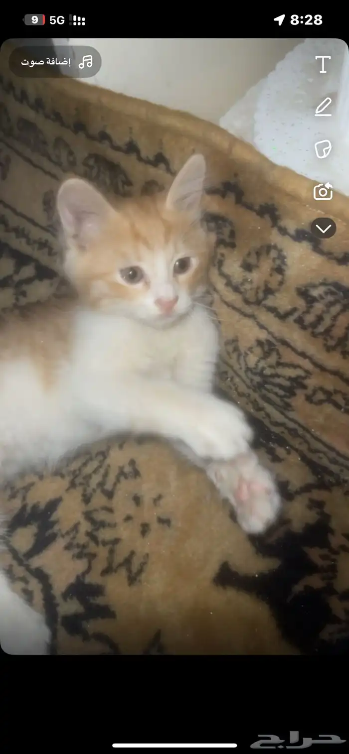 كفتريا القريات 3