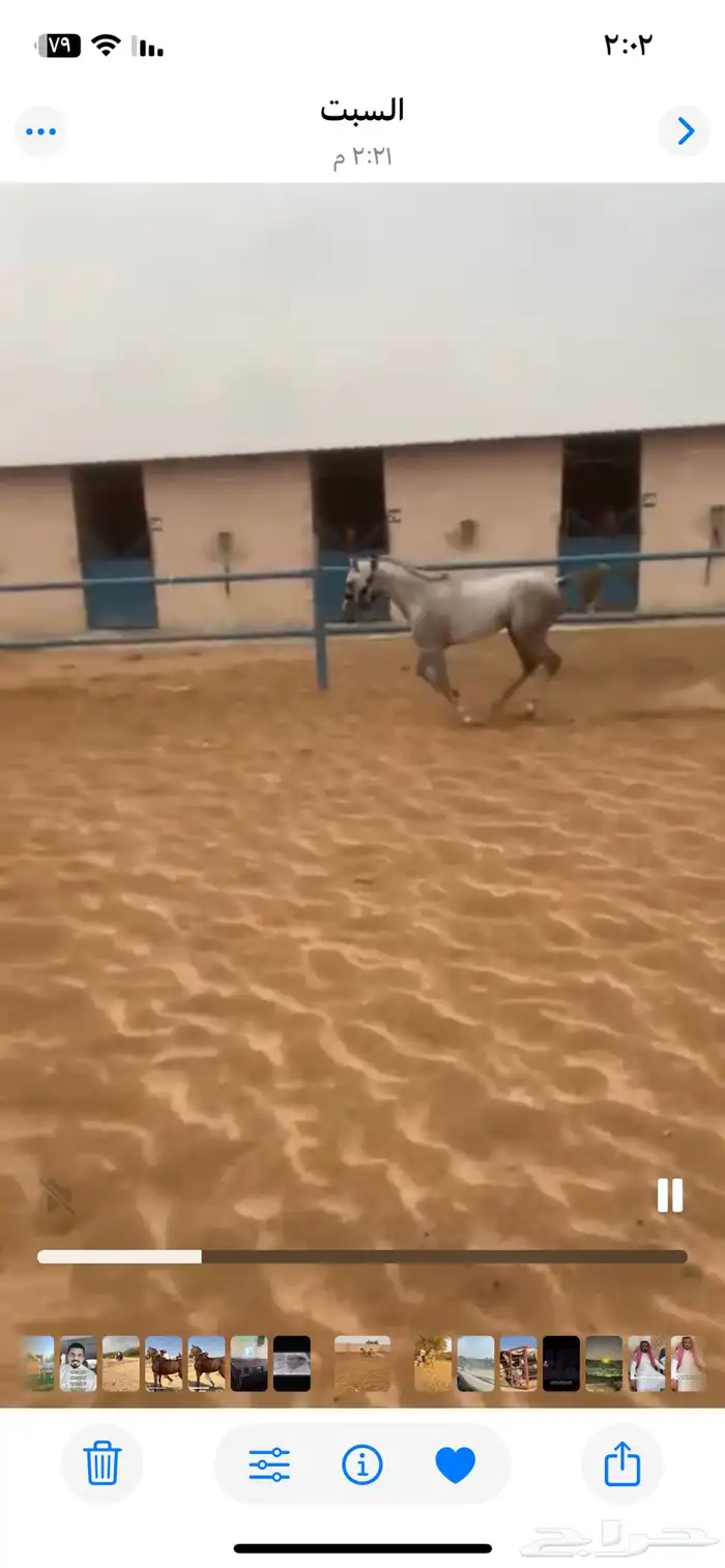 خيل وهو البيع شعبي سم صدام الطول سبع العمر ثلاث سنين 0