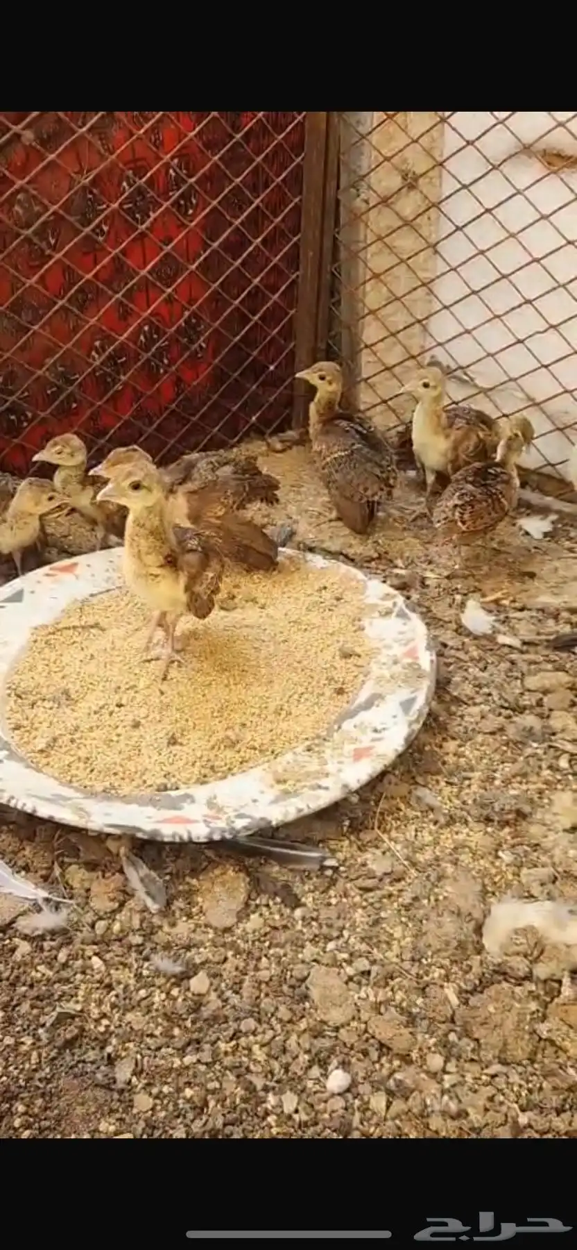طاووس ازرق 1