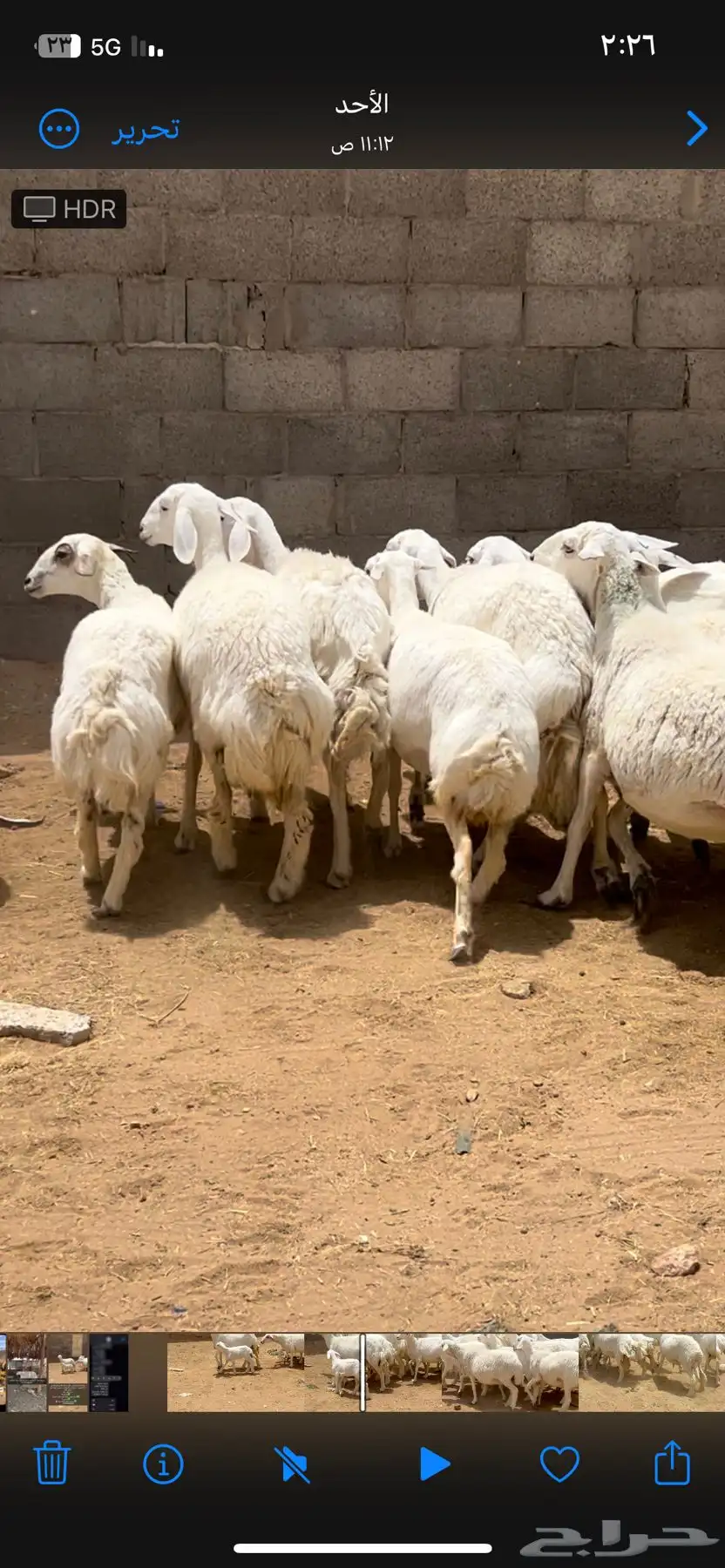 حريات كفو اسنان كلها. وادي الدواسر 1