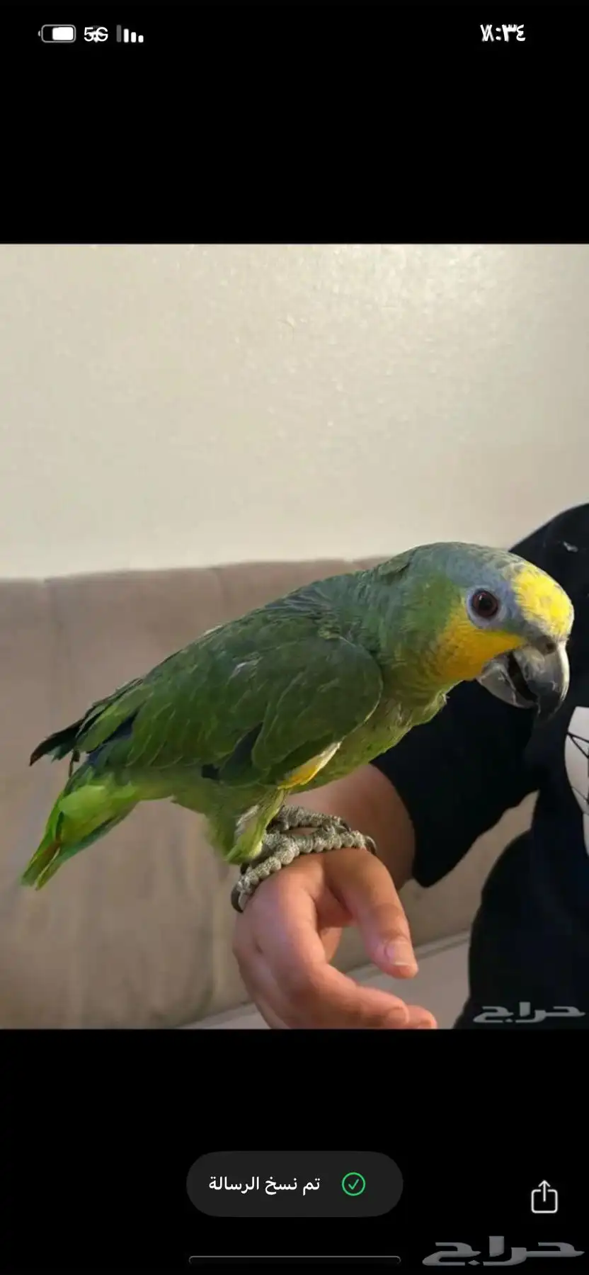 ببغاء امروني متكلم أليف 0