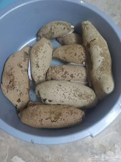 عسل بري حر( جديد اليوم)19 كيلو 1