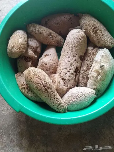 عسل بري حر( جديد اليوم)19 كيلو 0