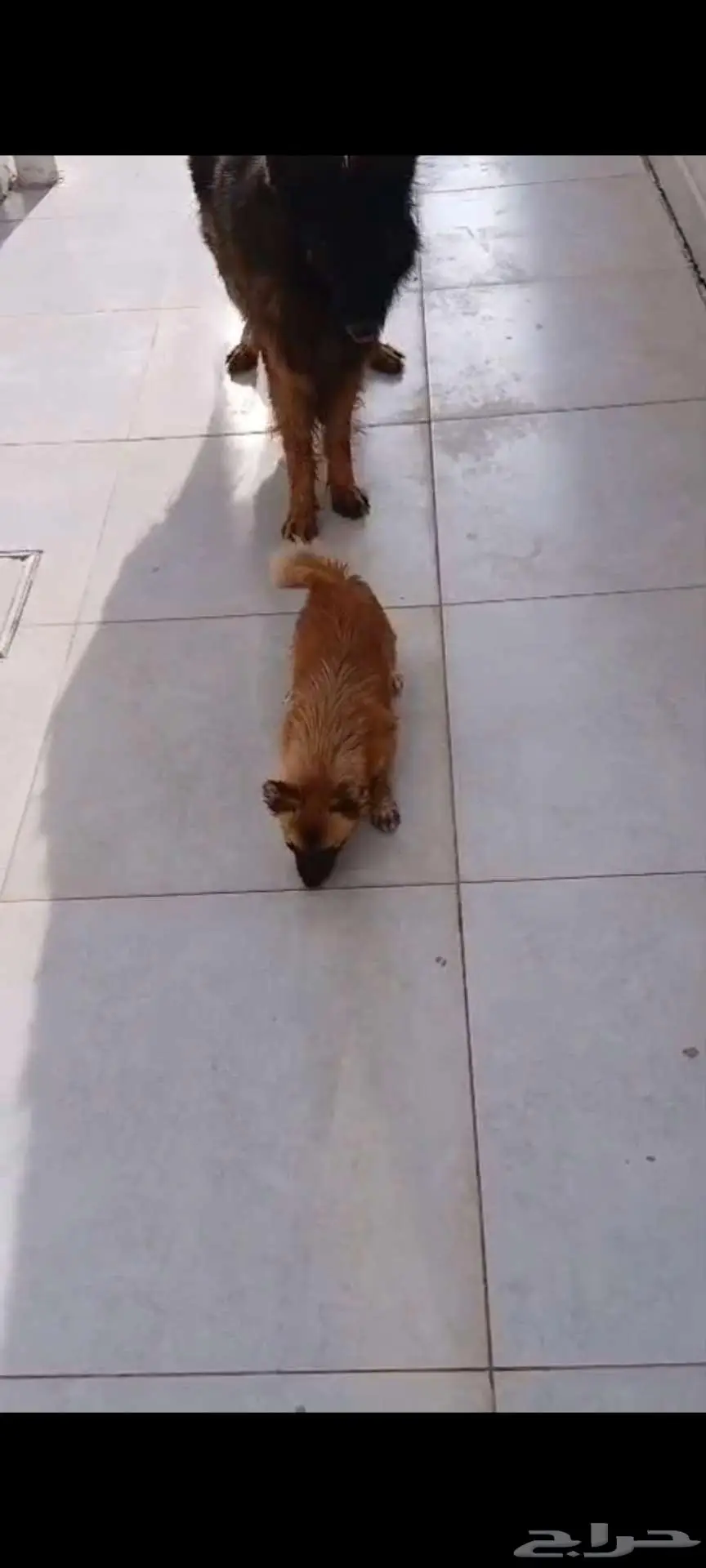 كلب شيتزو مهجن مع بومارينيان 1
