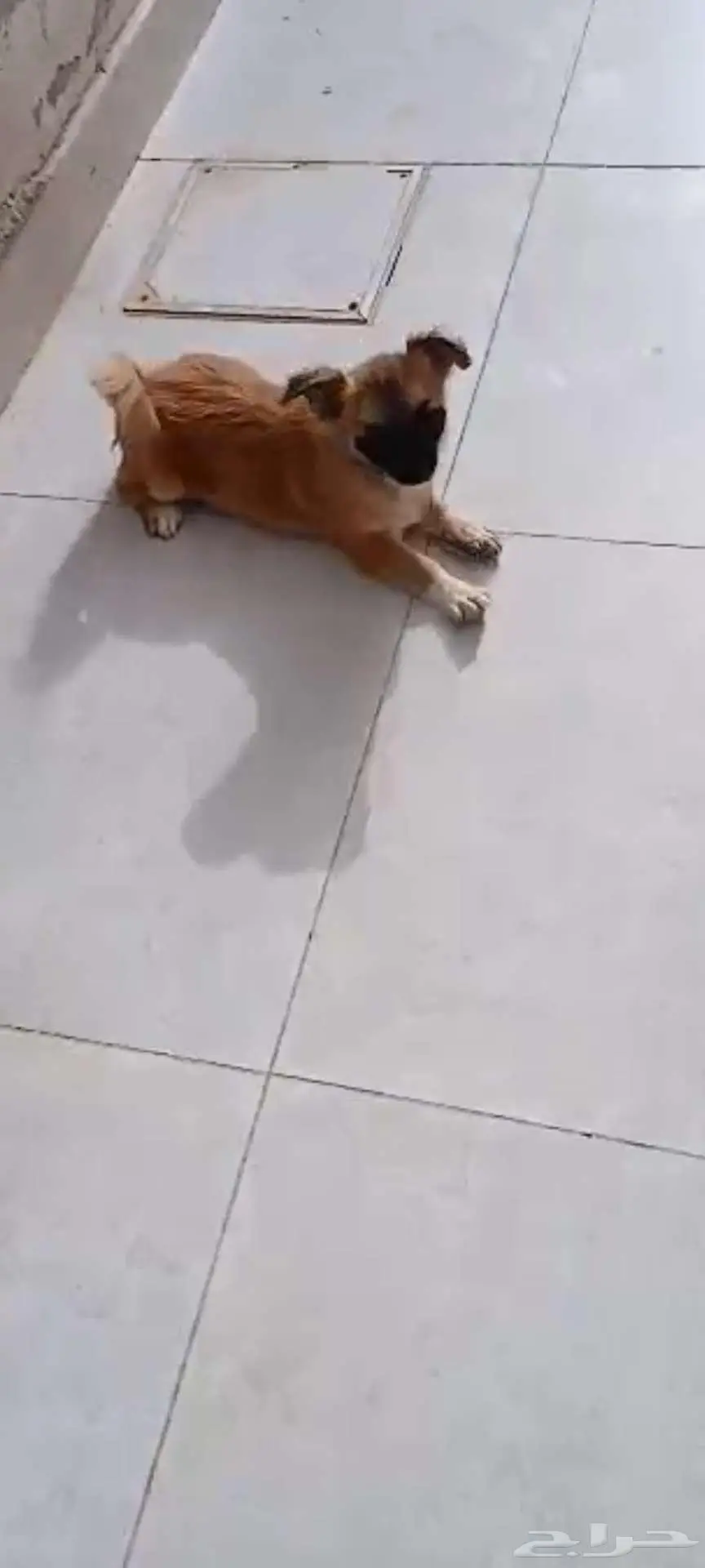 كلب شيتزو مهجن مع بومارينيان 2