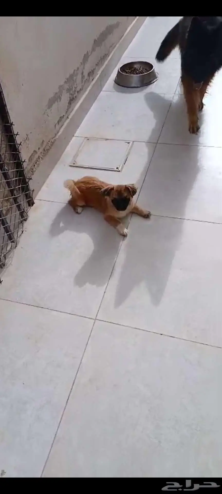 كلب شيتزو مهجن مع بومارينيان 0