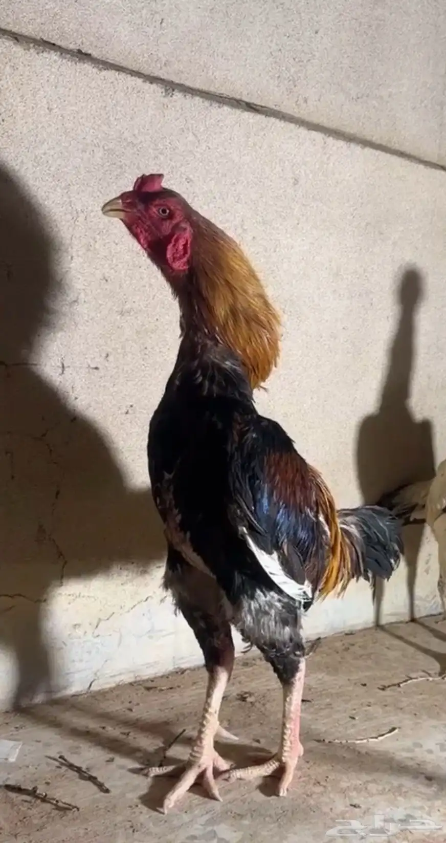 للبيع ديك شامو يباني ودجاجه منتج 0