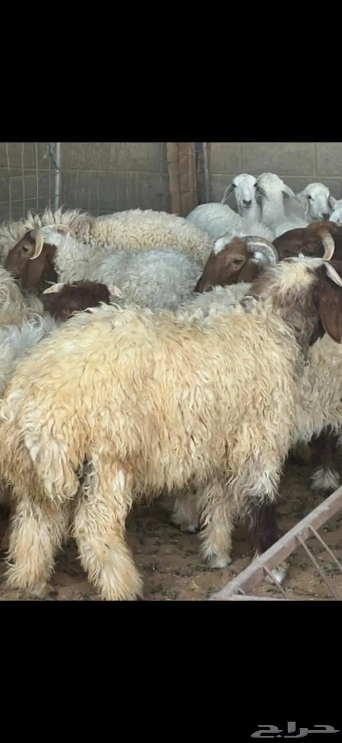 العبدالله لبيع الذبايح 5