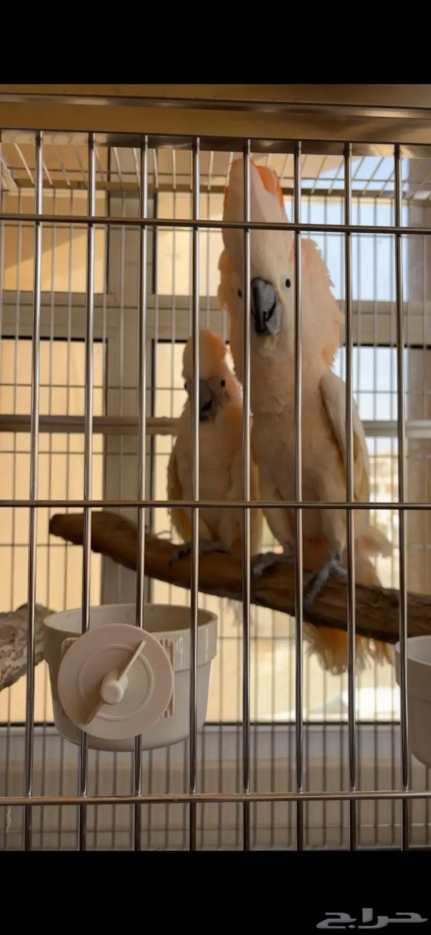 كوكاتو ملوكان 5