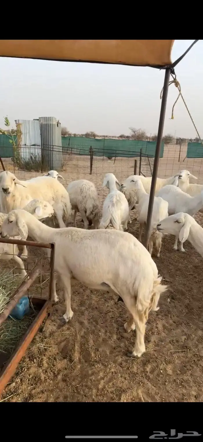 غنم خلفات تم البيع 1