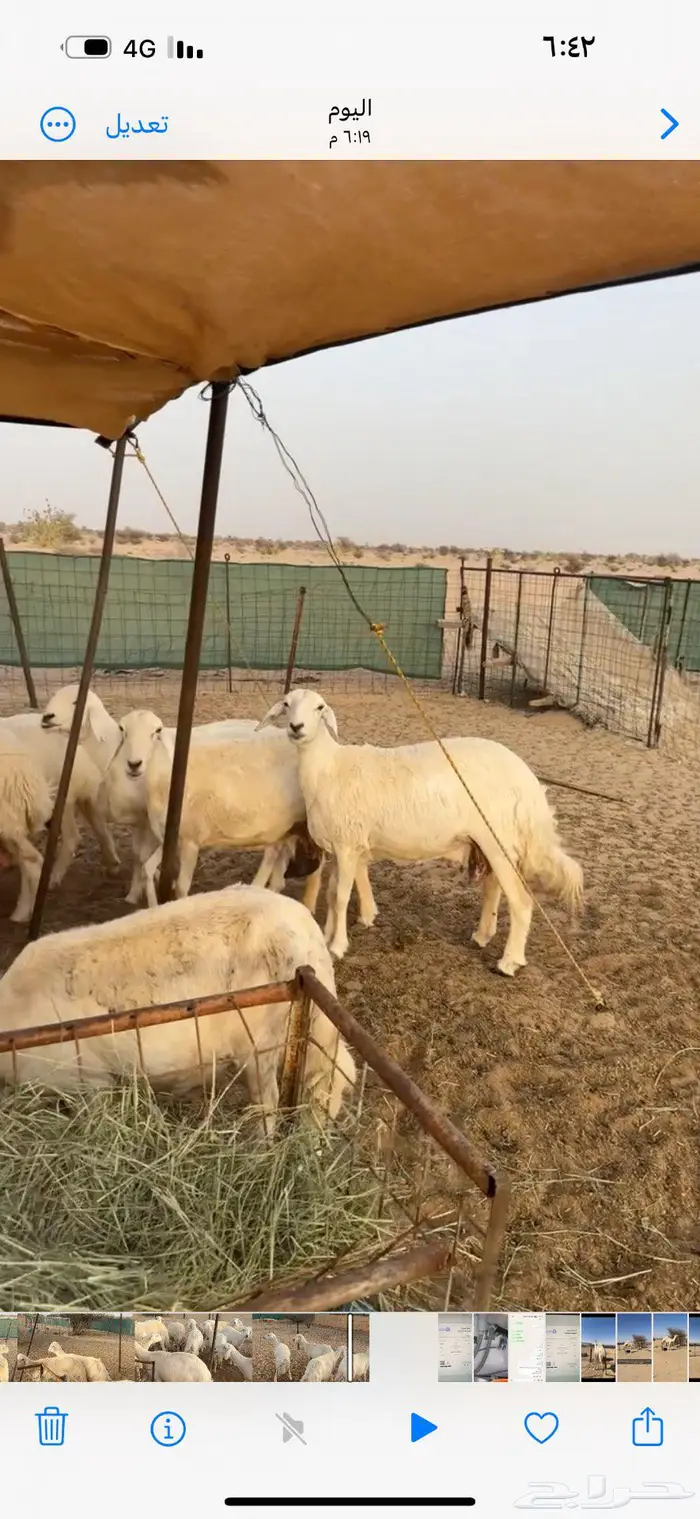 غنم خلفات تم البيع 4