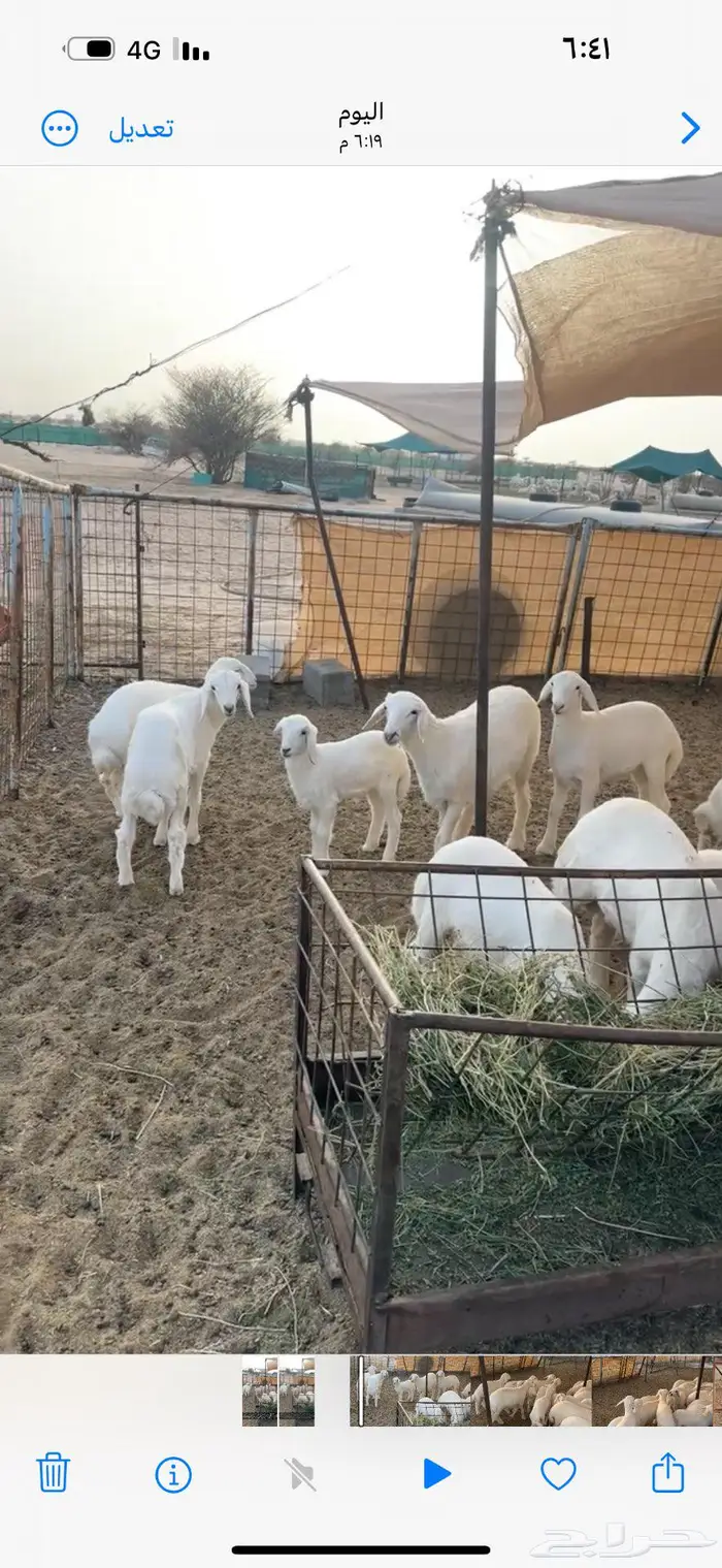 غنم خلفات تم البيع 5