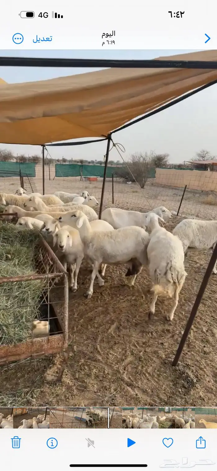 غنم خلفات تم البيع 3