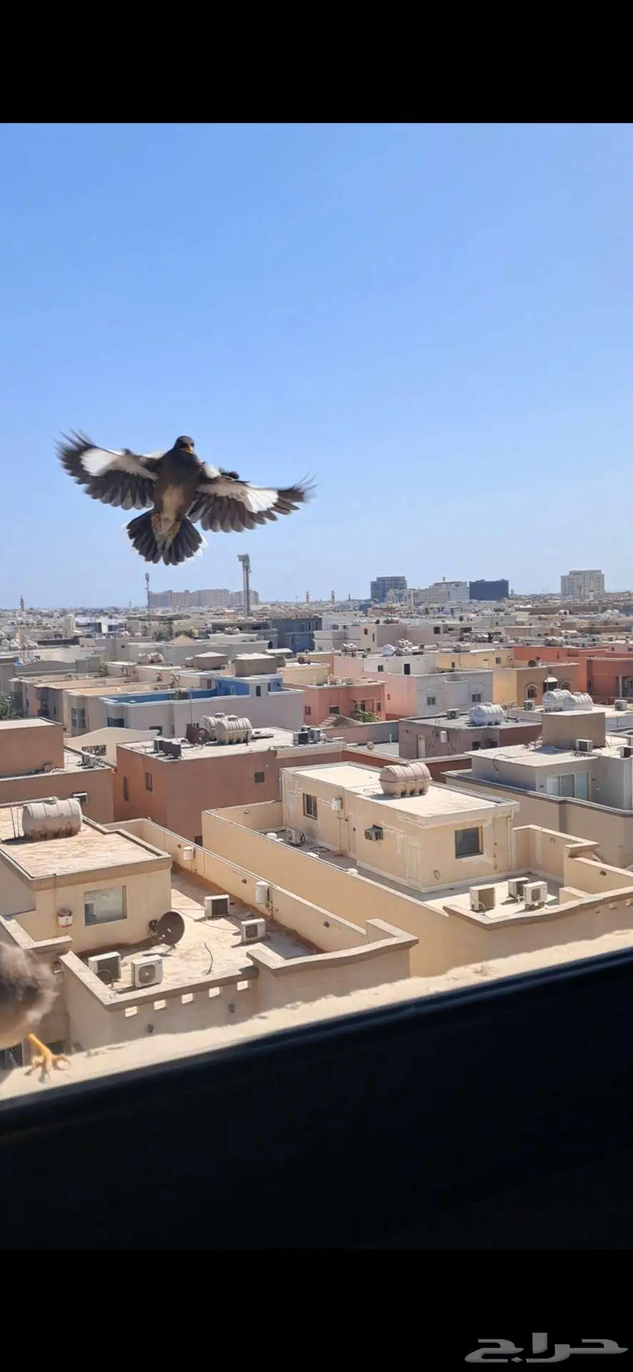 توصيل أي طلب للغربية والمدينة المنورة 0