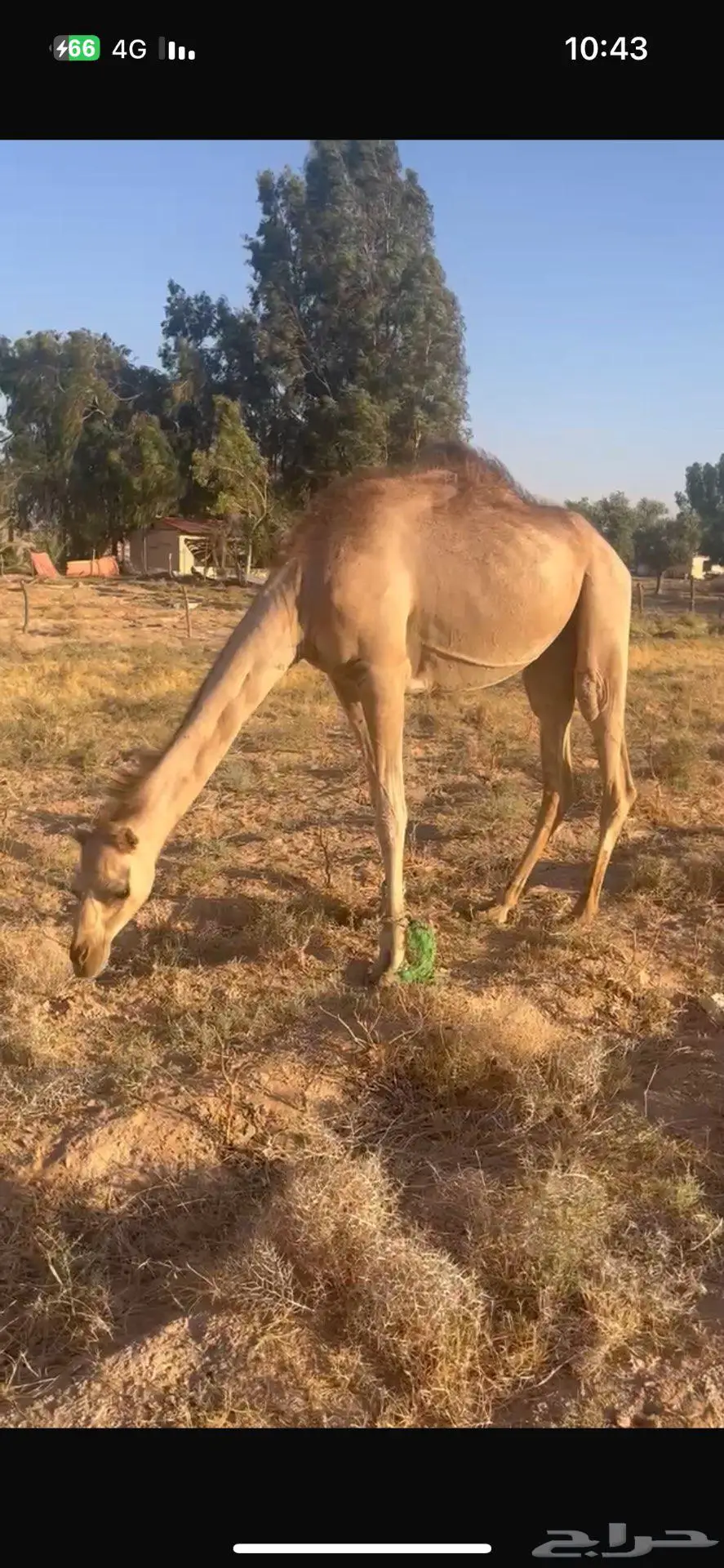 بكره ذلول 0
