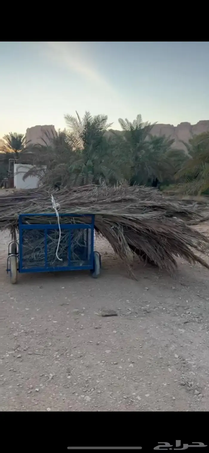 جريد مجرود وغير مجرود 0