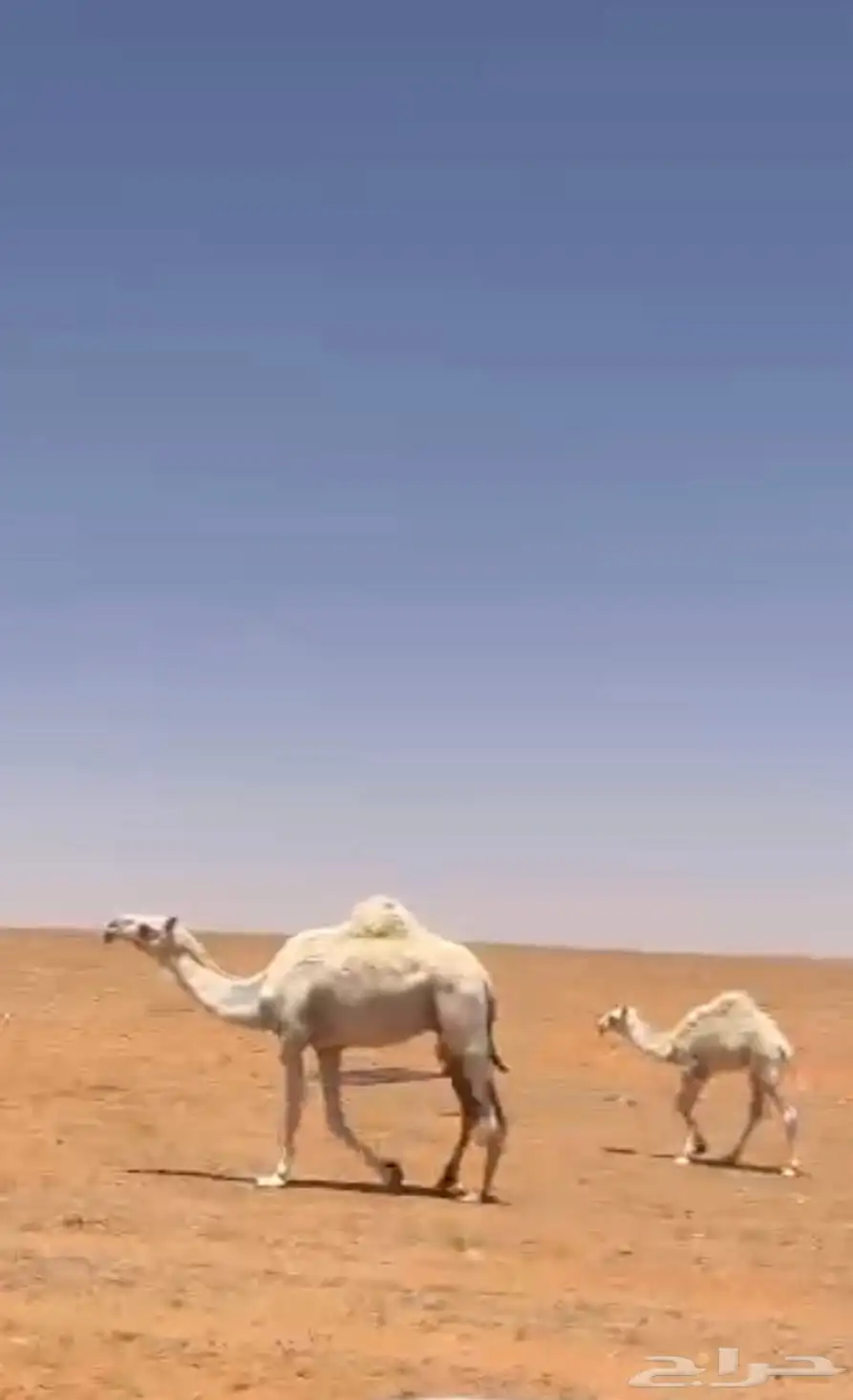 خلفه وضحاء بكر تحته بكره على جميع الشروط السوم واصل 34200 0