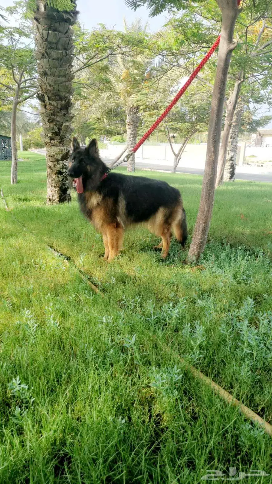 أنثى جيرمن شبر لونق هير 1